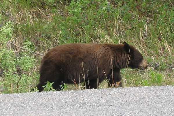 Bear Along Roae 1