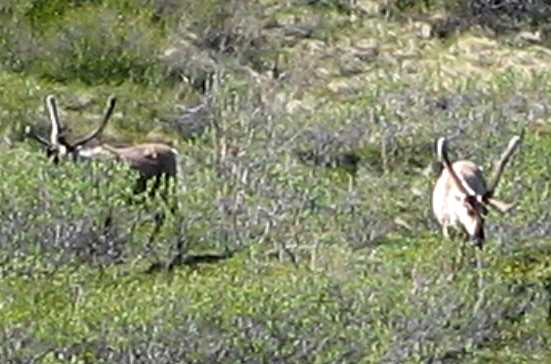 2 Caribous