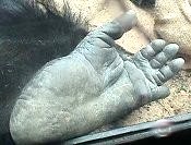 Gorilla Foot