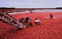 Cranberry Harvest